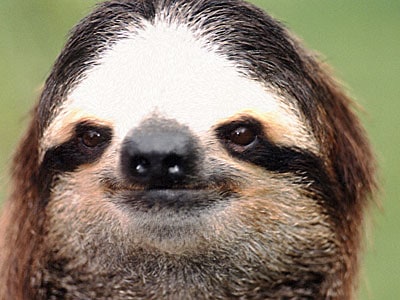 3-toedsloth.jpg