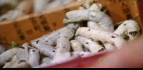 silkworms.jpg