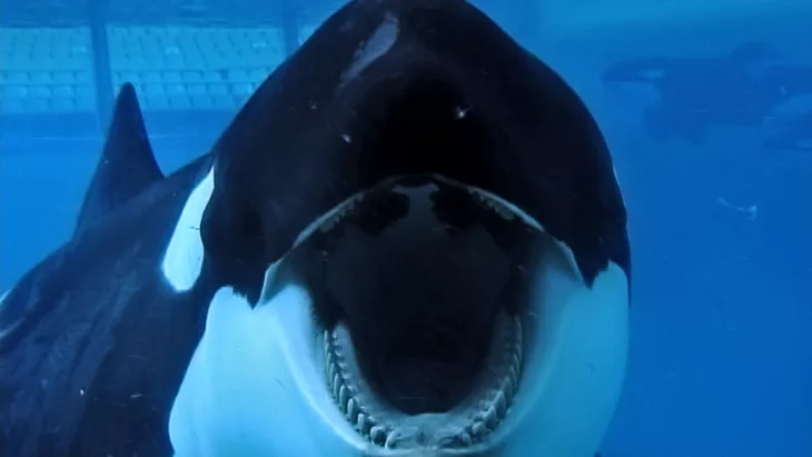 Blackfish (2013)