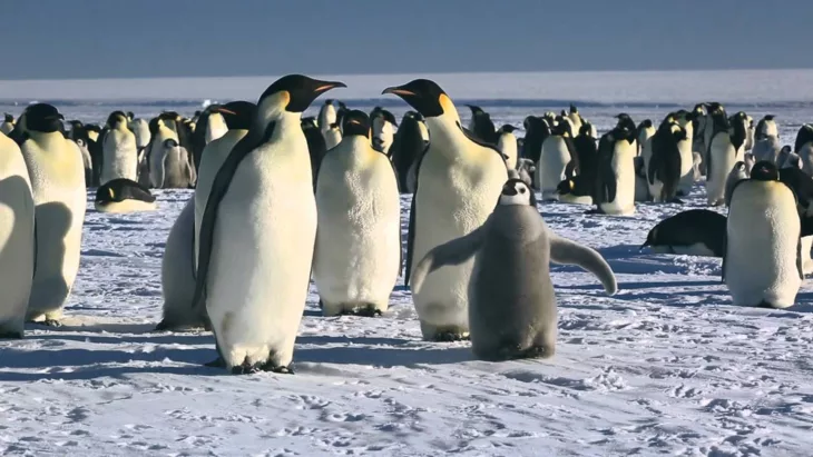 March of the Penguins (2005)