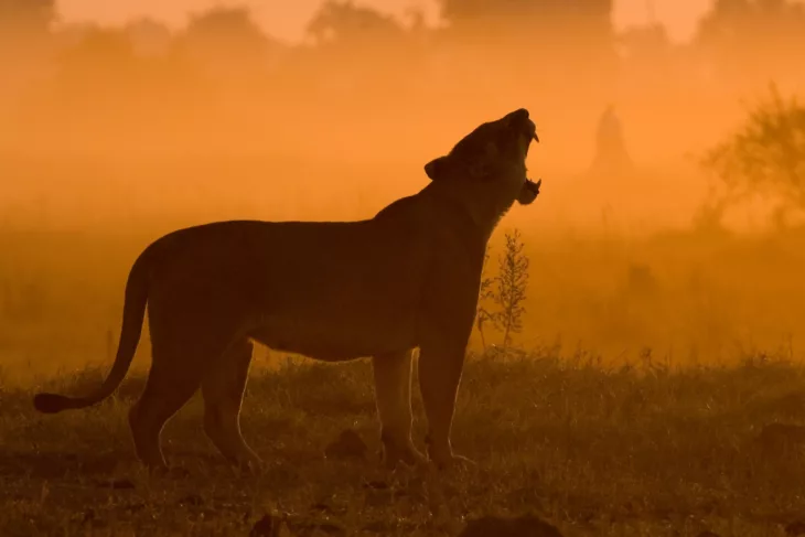 The Last Lions (2011)